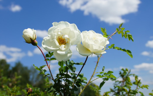 522755 (a): :1680x1050